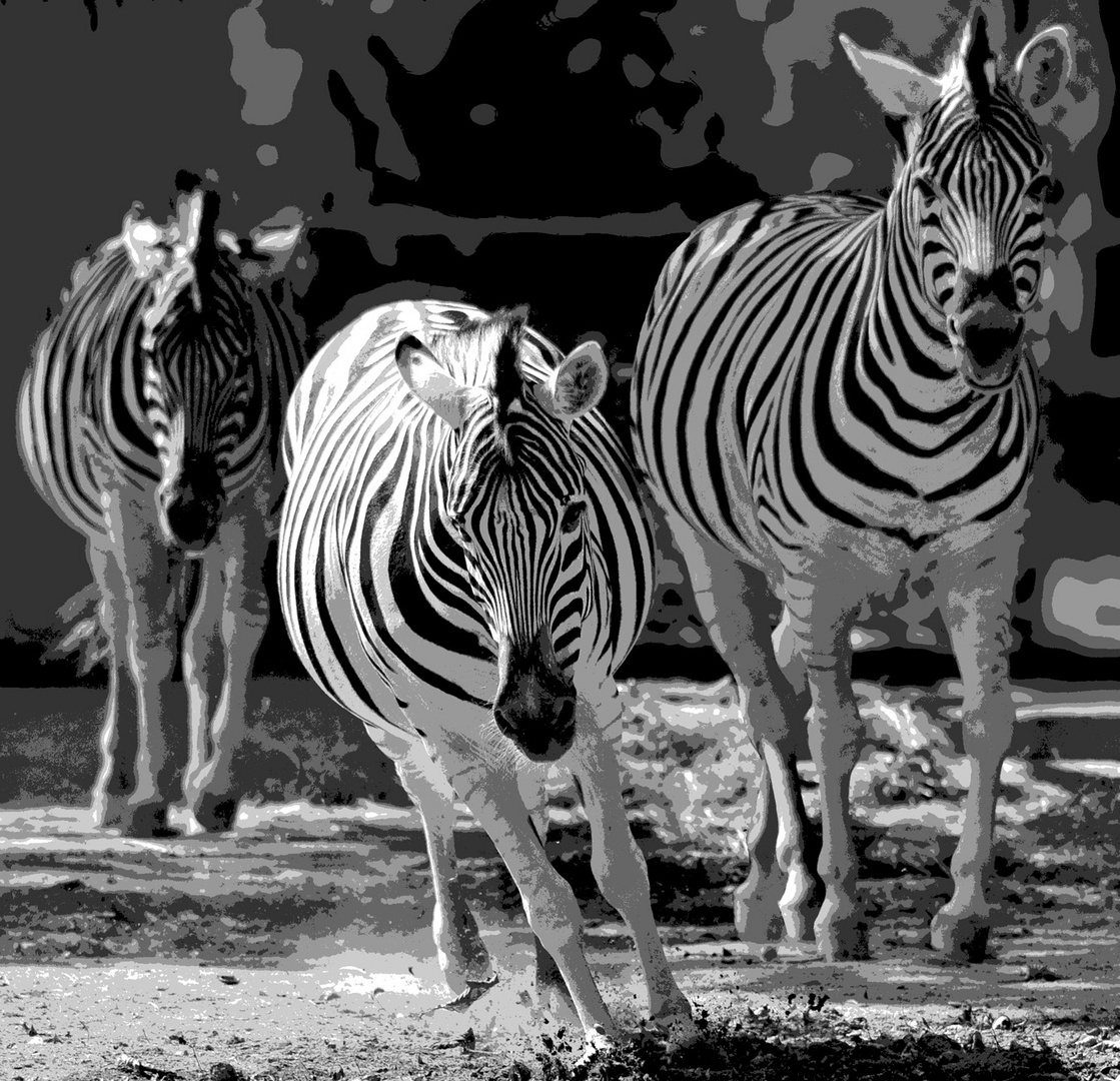 Zebras