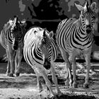 Zebras