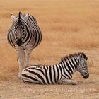 Zebras