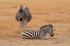 Zebras