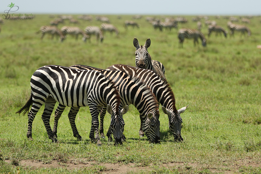 Zebras...