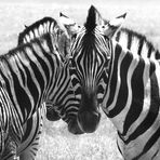 Zebras