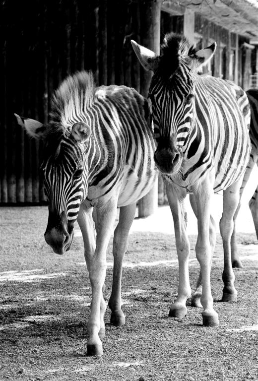 Zebras