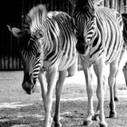 Zebras