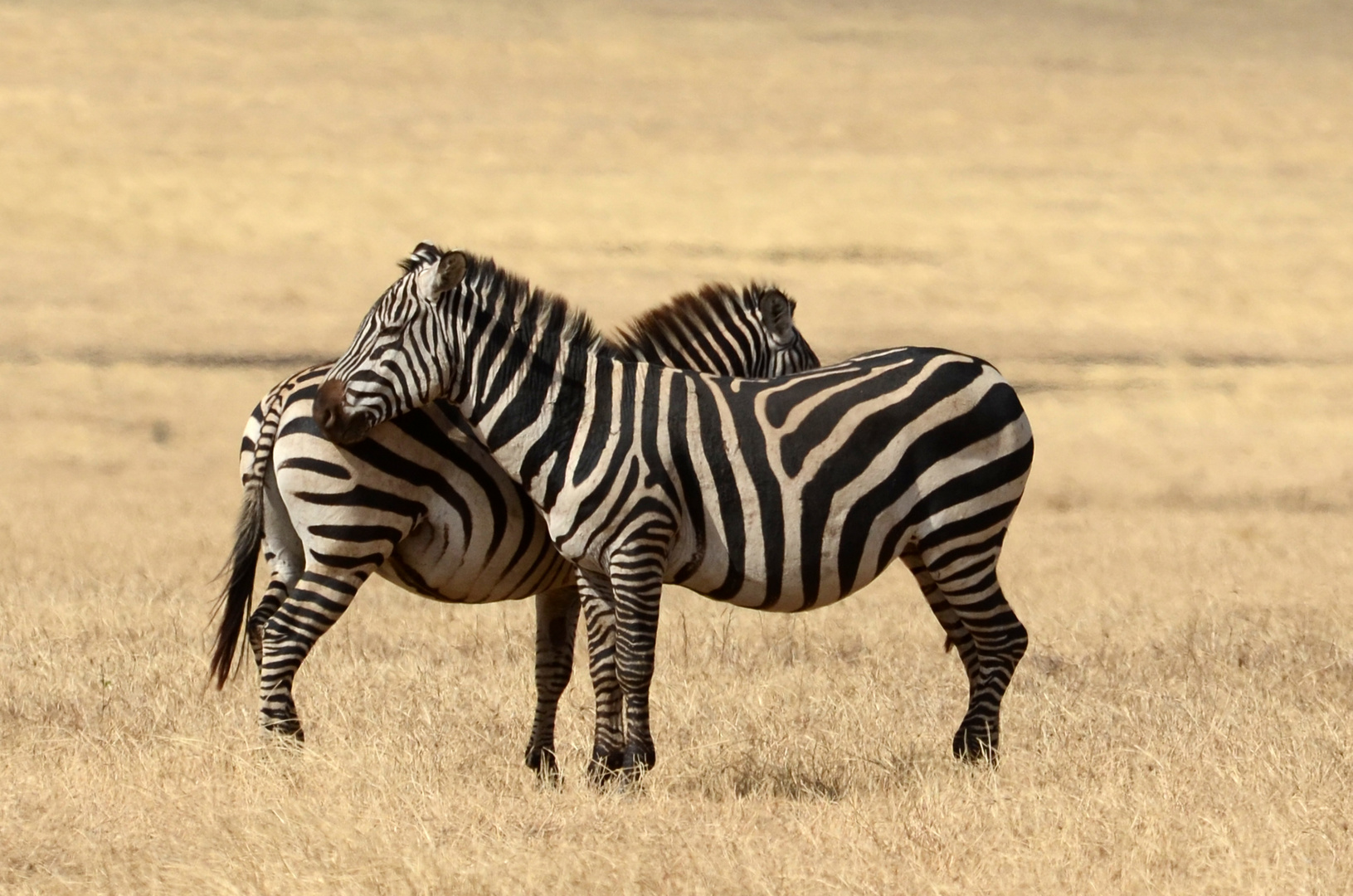 Zebras