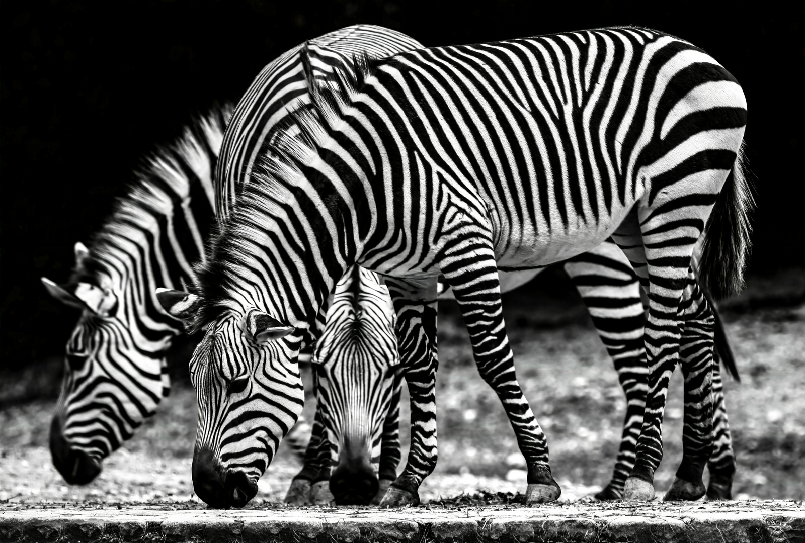 Zebras   