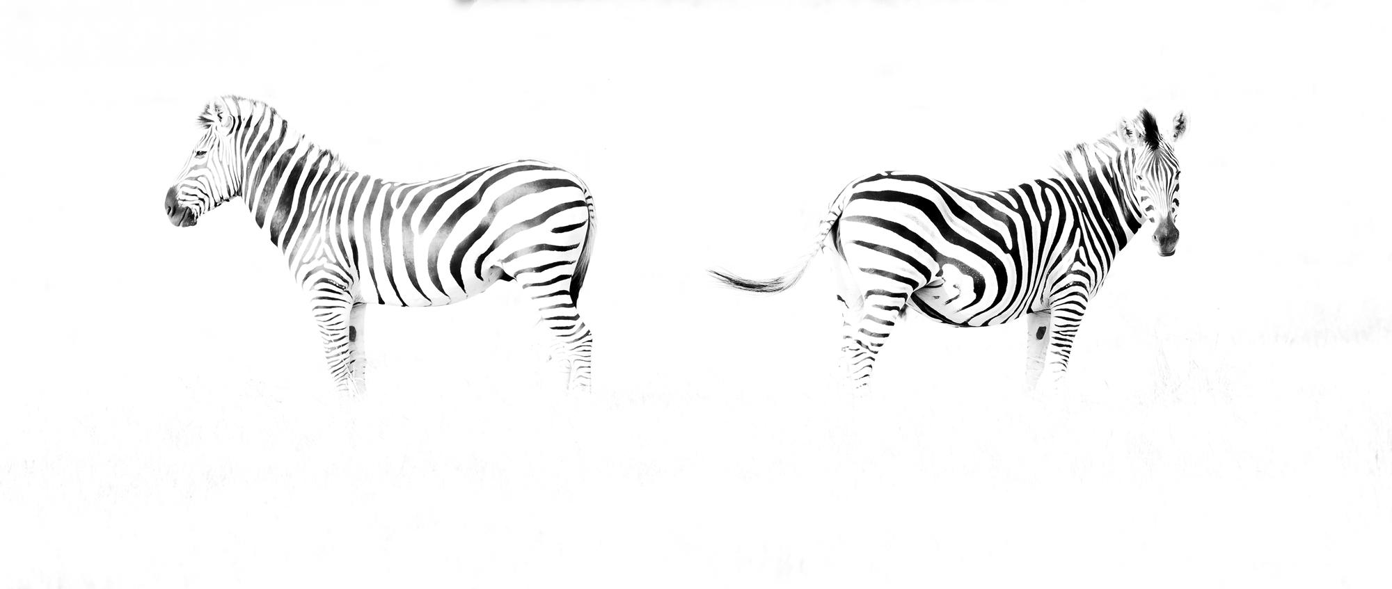 Zebras