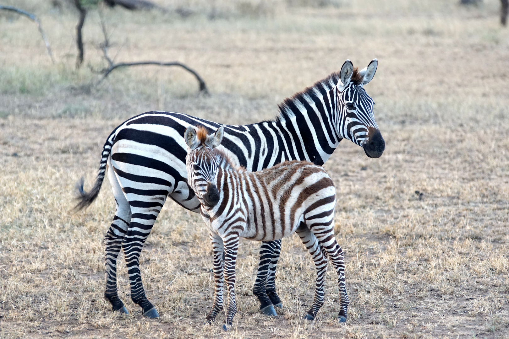 Zebras