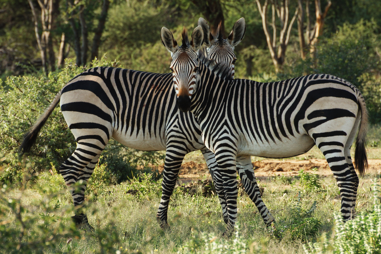 Zebras