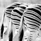 Zebras