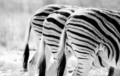 Zebras