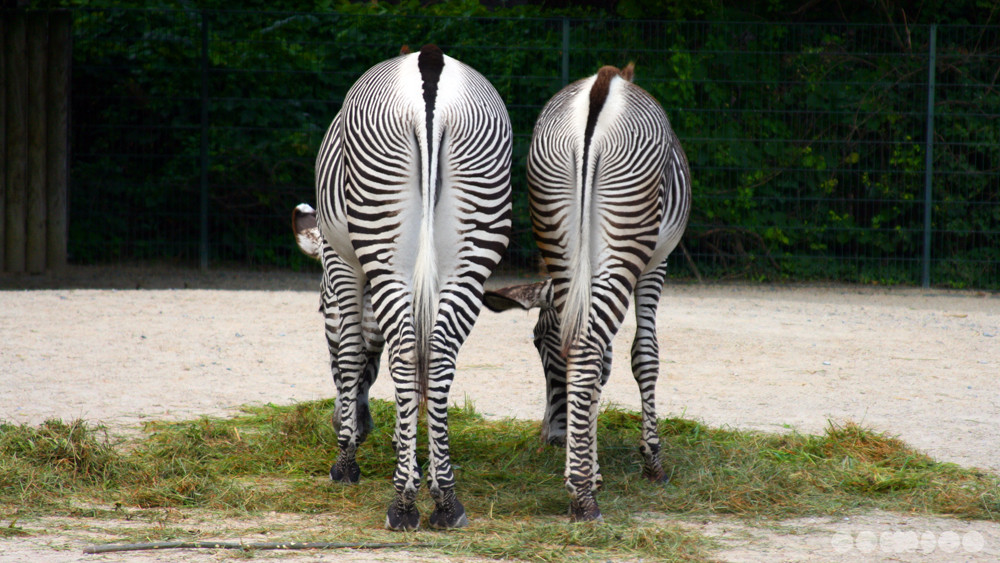 zebras