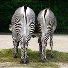 zebras