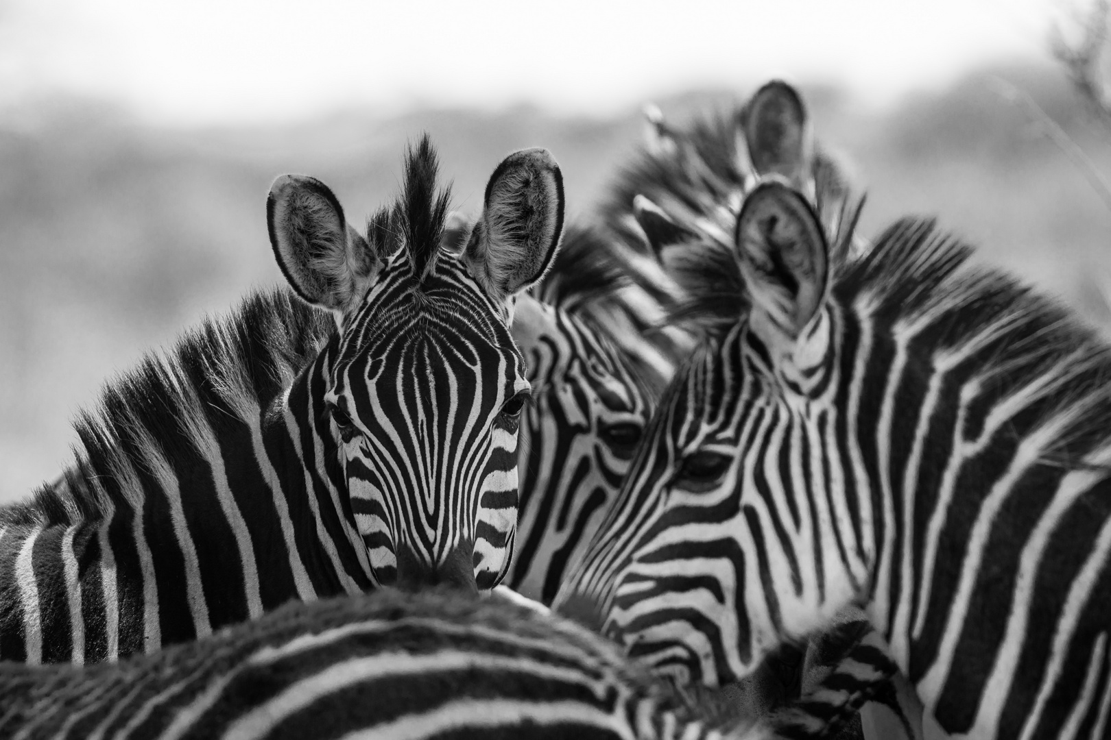 Zebras