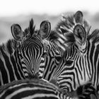 Zebras