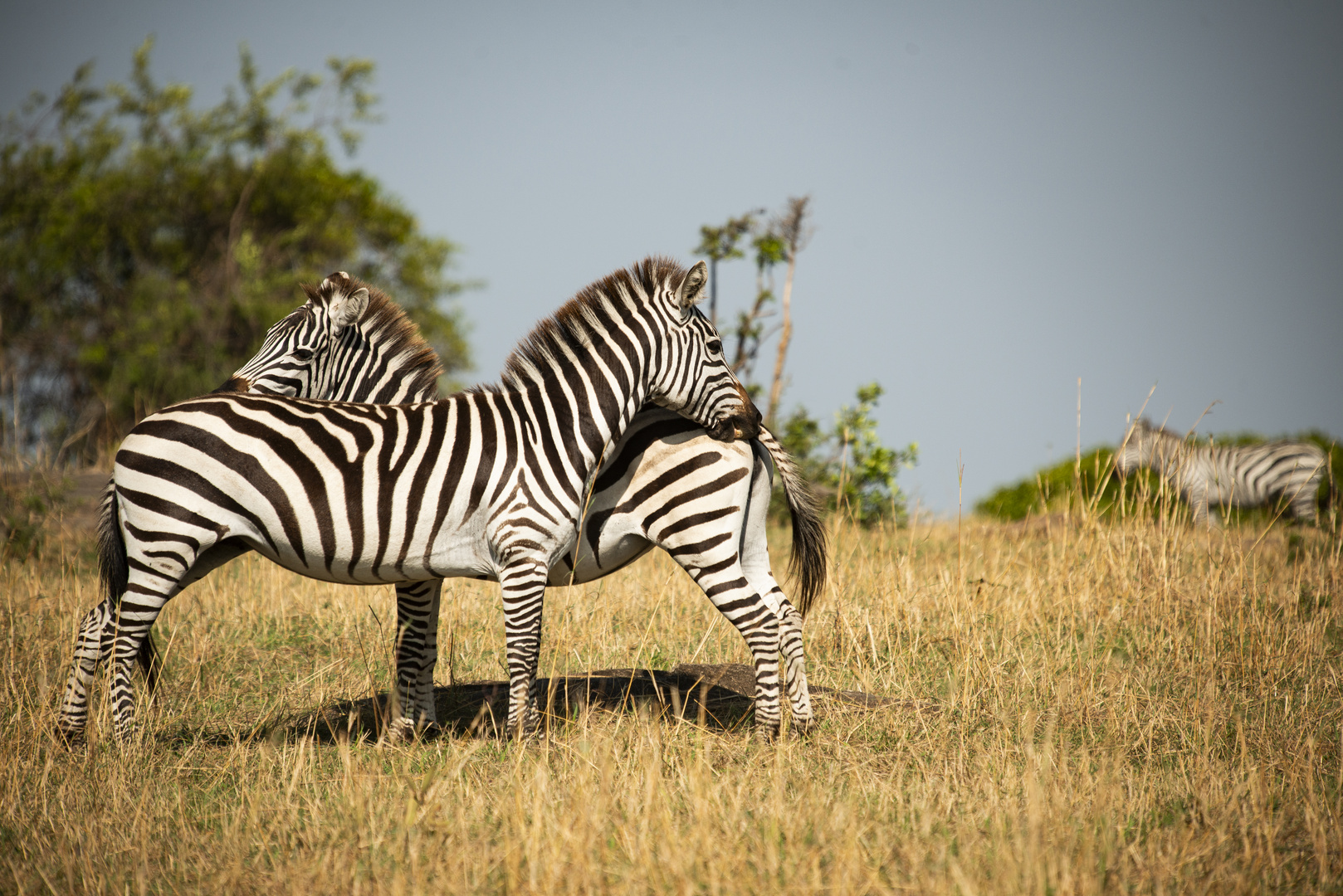 Zebras