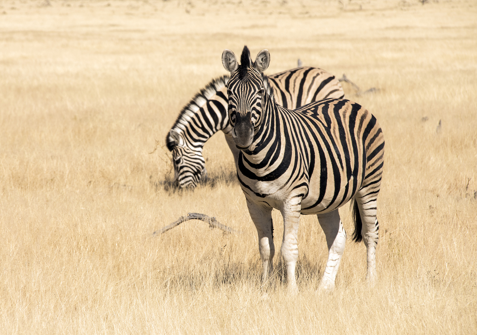 Zebras