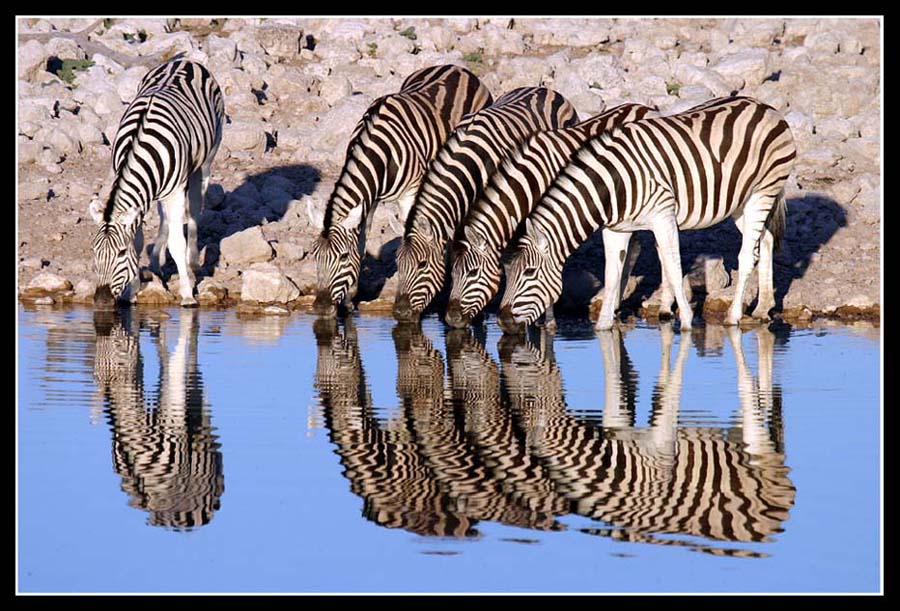 Zebras