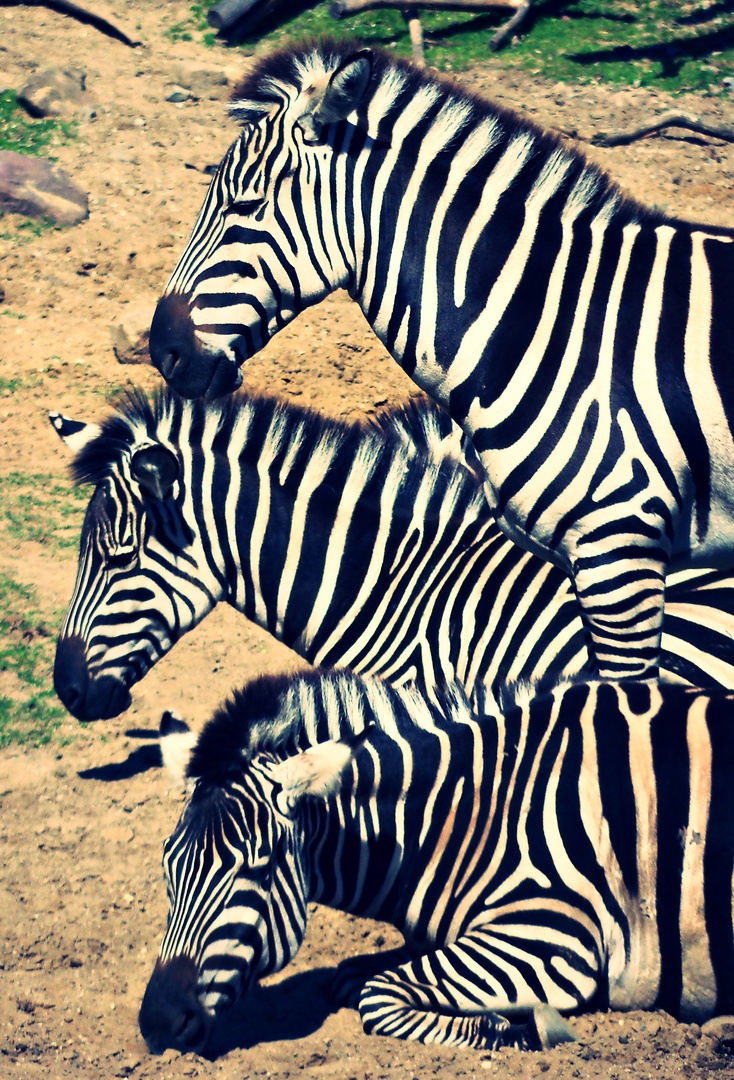 Zebras