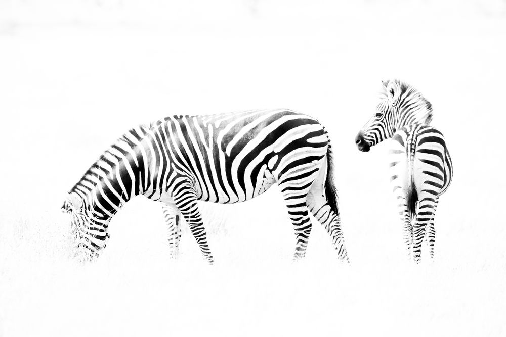 Zebras