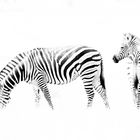 Zebras