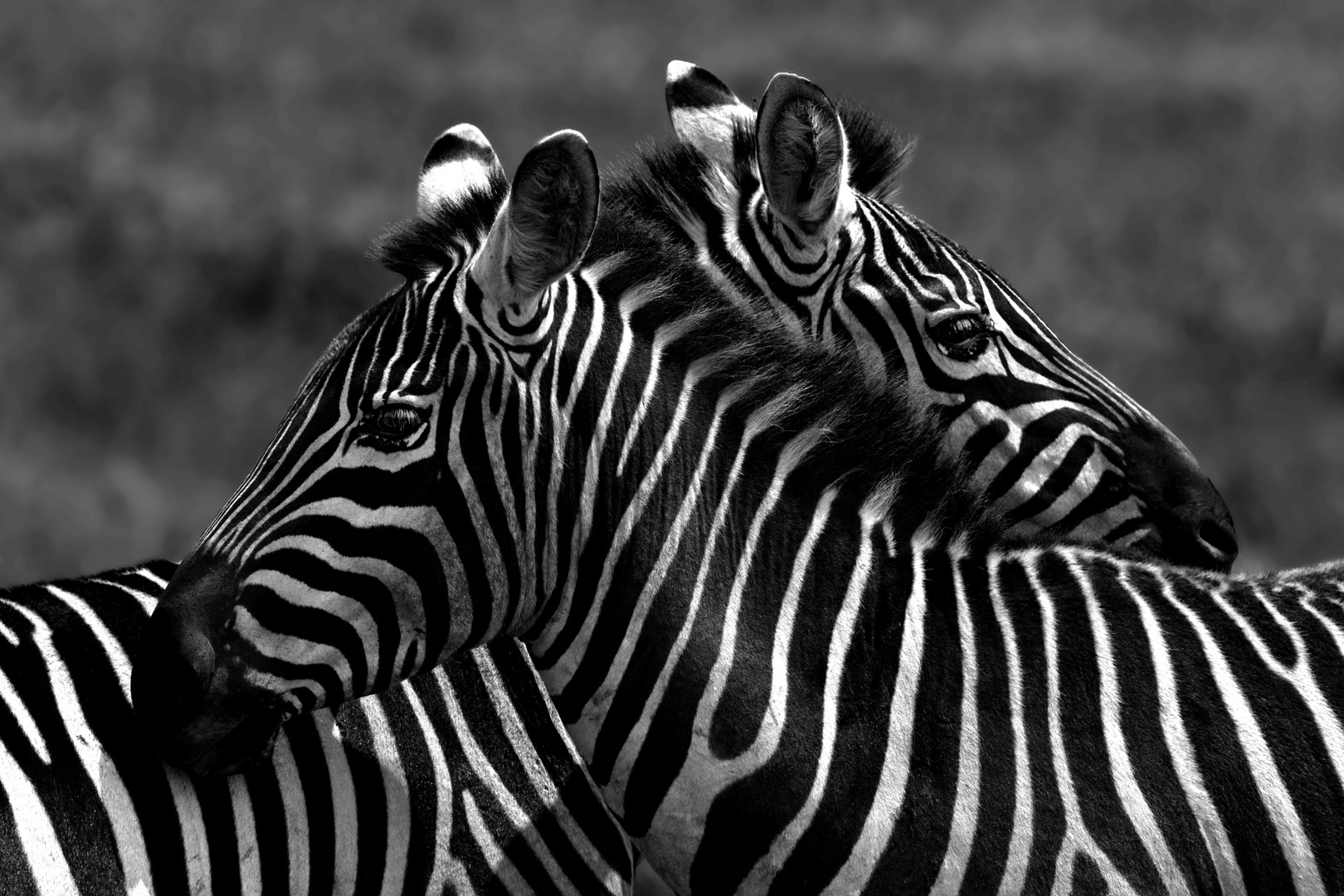 Zebras