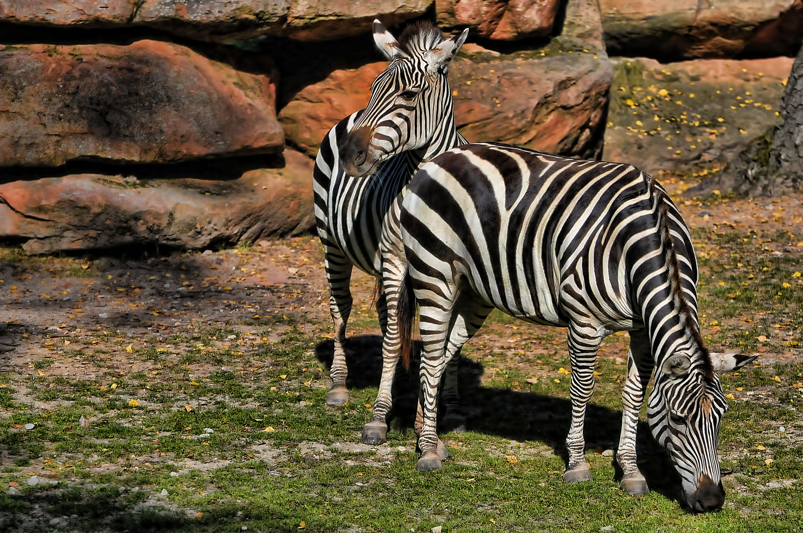 Zebras