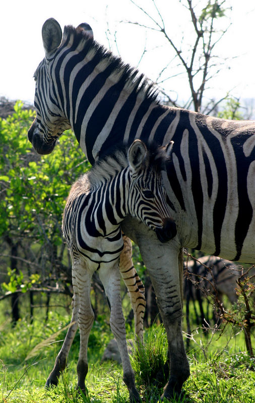 Zebras