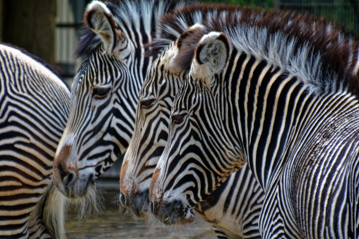 Zebras