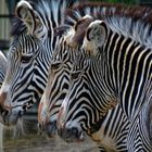 Zebras