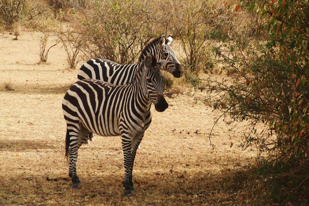 Zebras von mariemut 