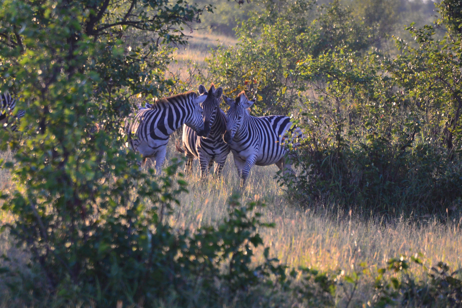 Zebras