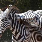 Zebras