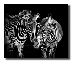 Zebras