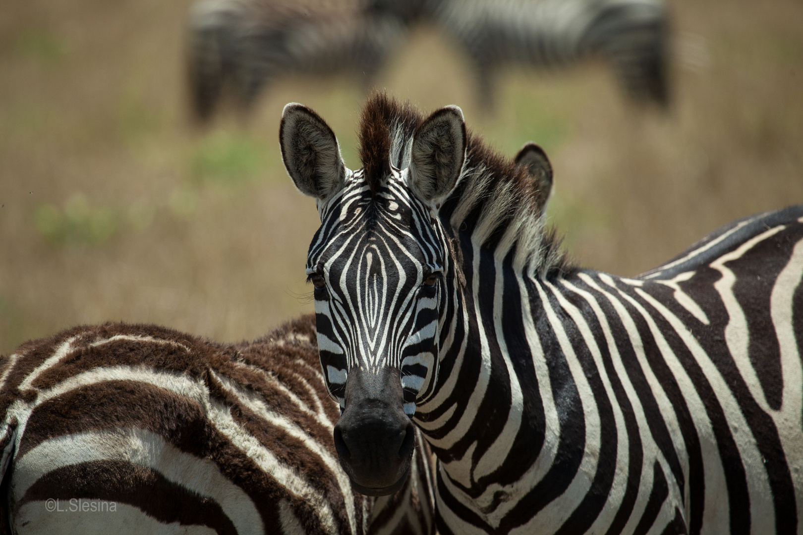 Zebras