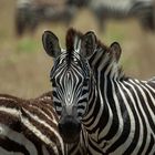 Zebras