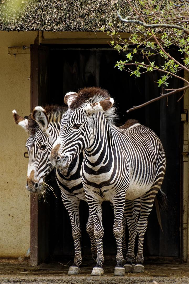 Zebras