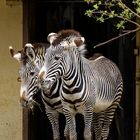 Zebras