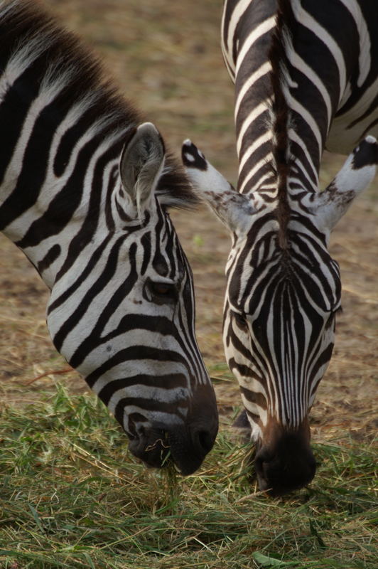 Zebras