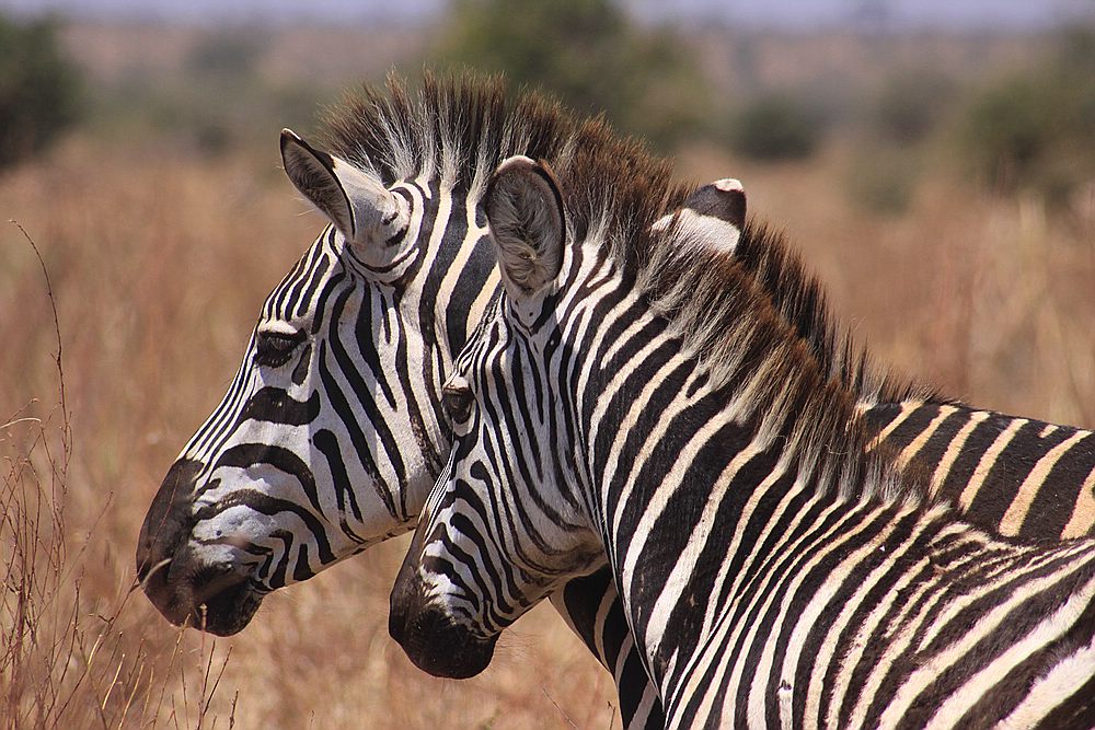 Zebras