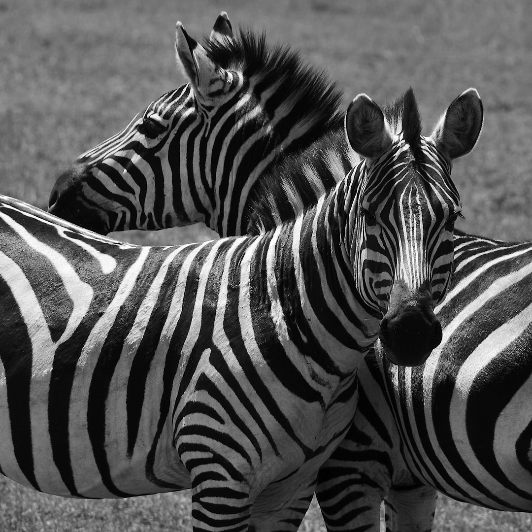 Zebras