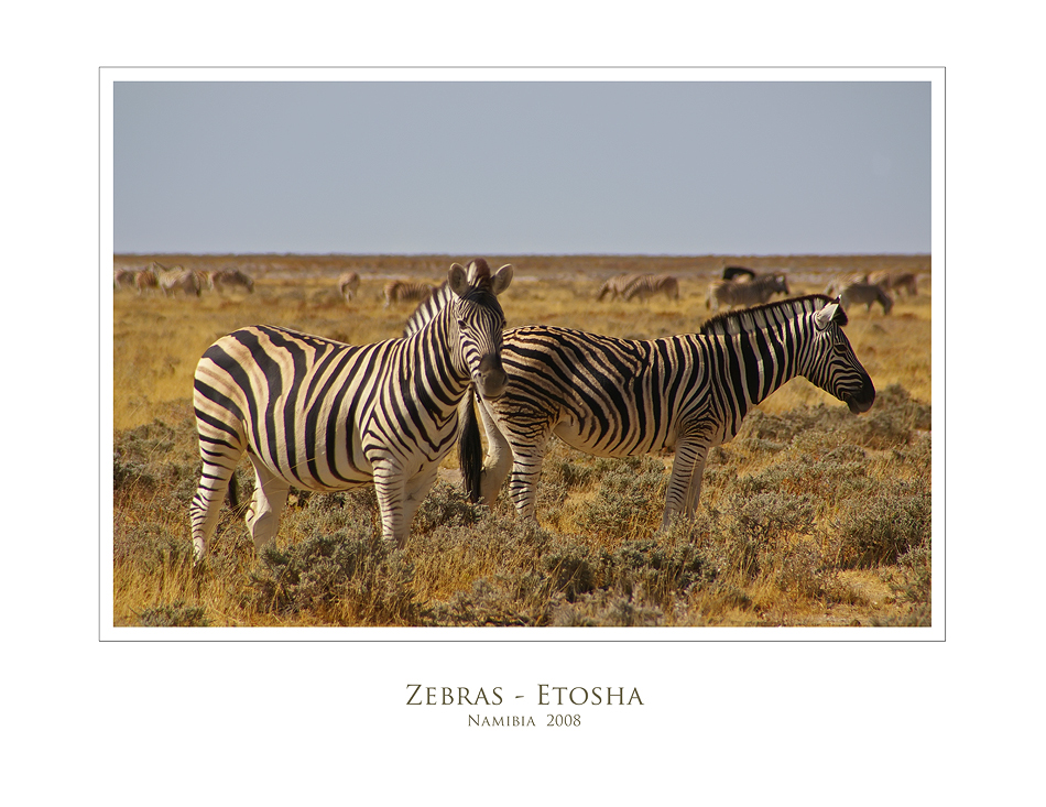 Zebras