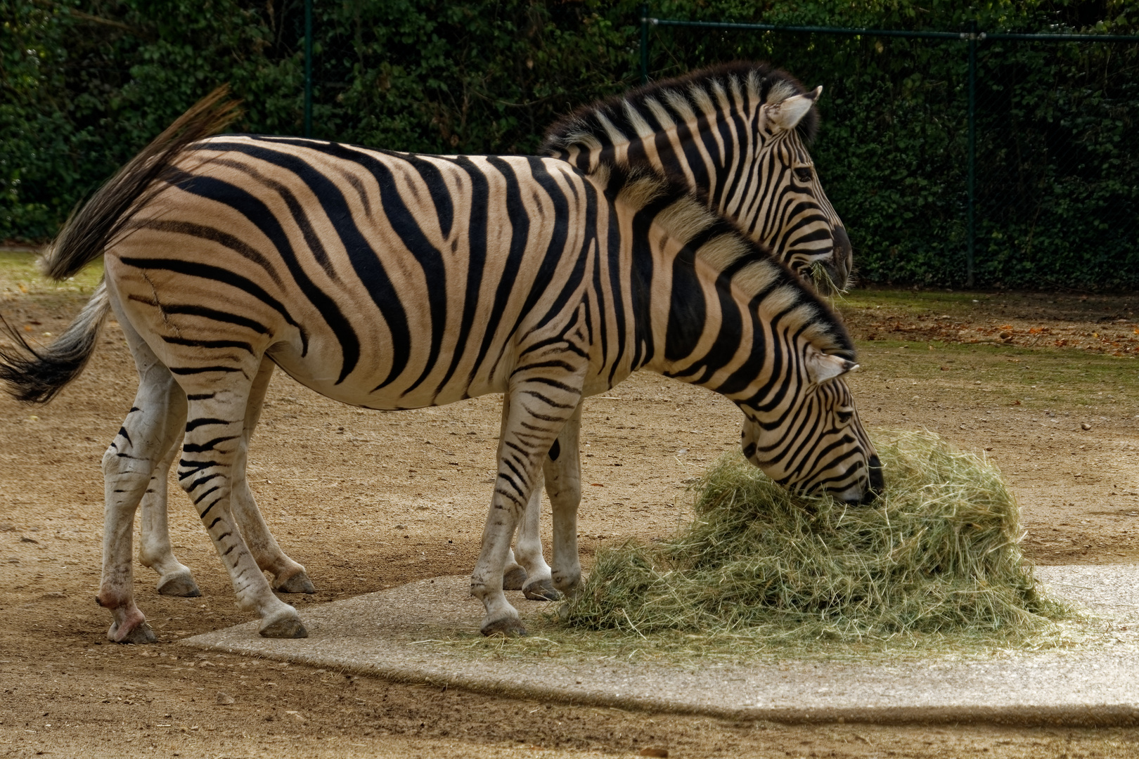 Zebras