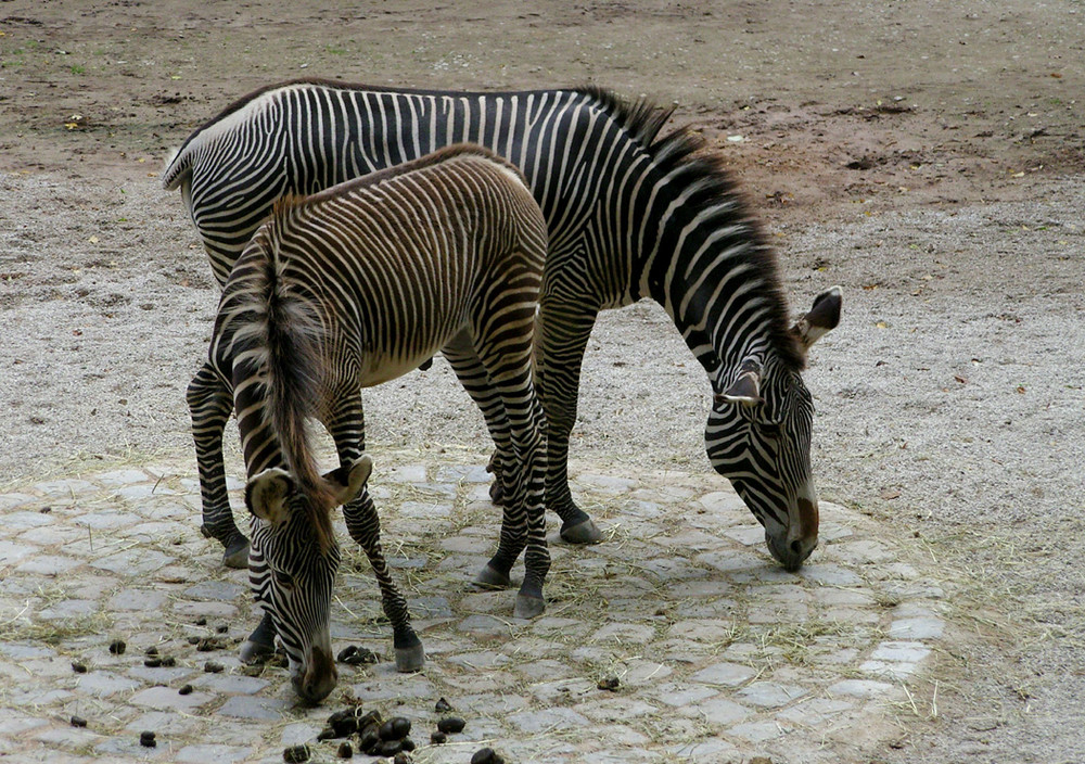 Zebras