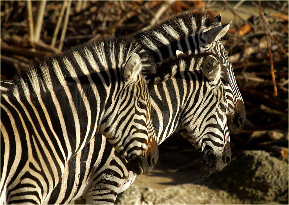 Zebras.......