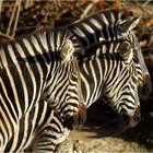 Zebras.......