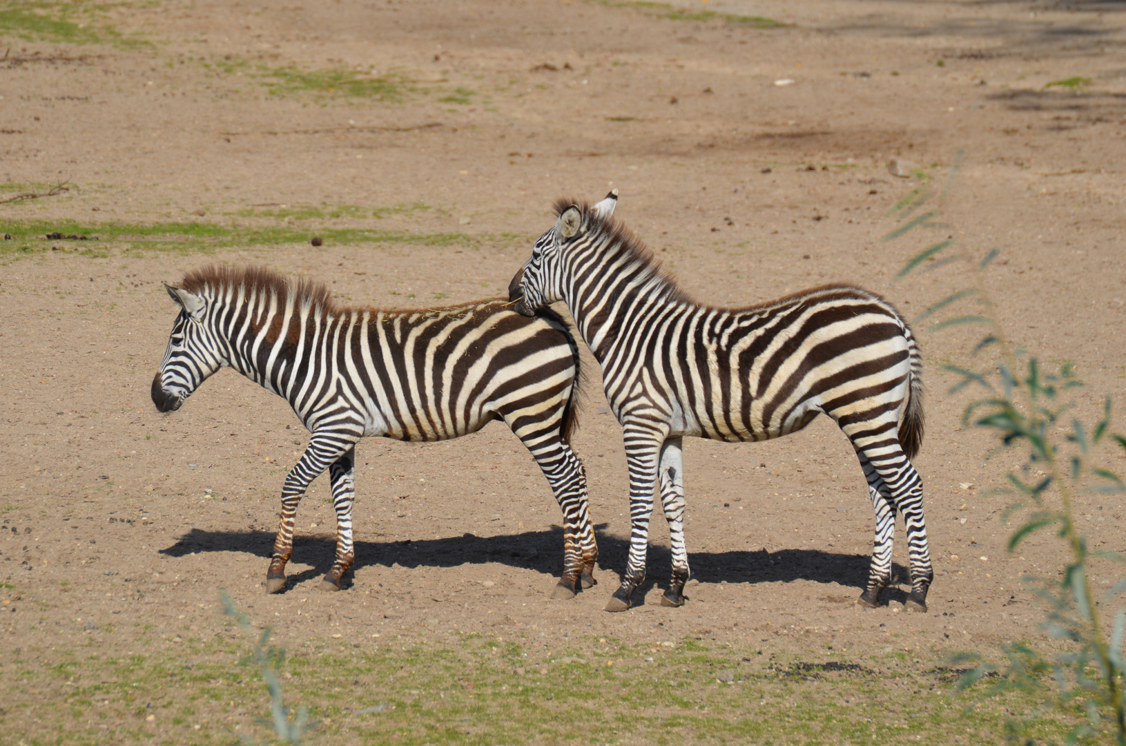 Zebras