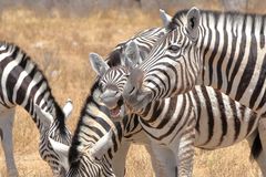 Zebras