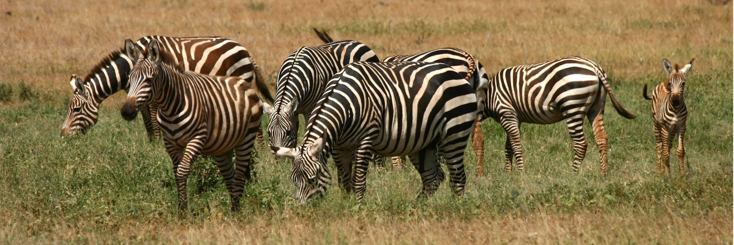 Zebras