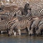 Zebras